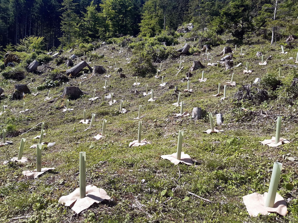 NEW - Lavori di rimboschimento(Friuli Venezia Giulia) immagine 3