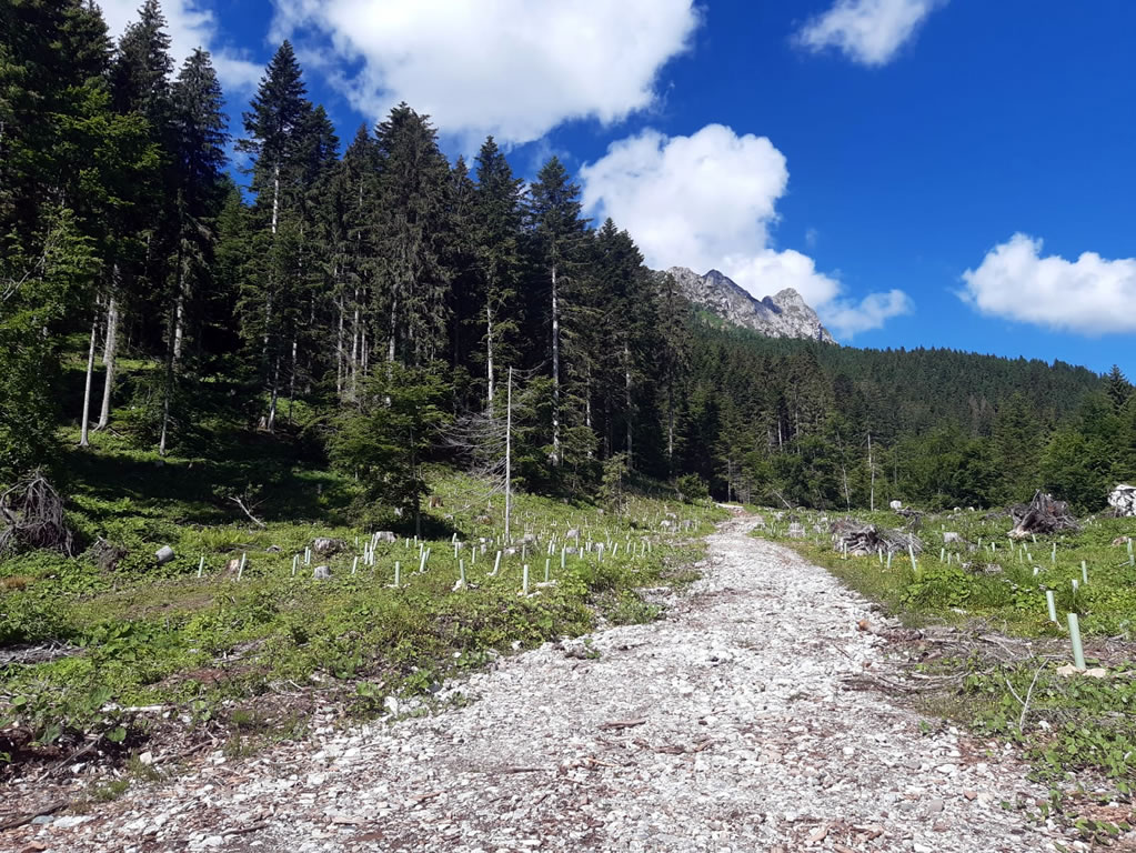 NEW - Lavori di rimboschimento(Friuli Venezia Giulia) immagine 4