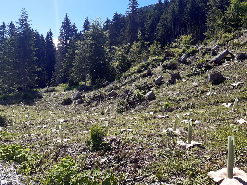NEW - Lavori di rimboschimento(Friuli Venezia Giulia) immagine 5